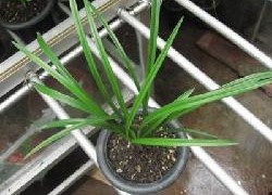 国产草b,绿色生态，引领未来农业发展新潮流